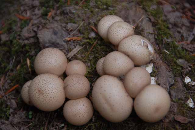 mushrooms